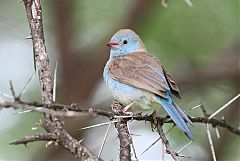 Red-cheeked Cordonbleu